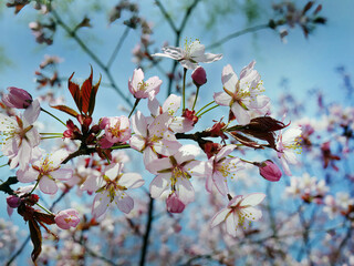 Close up bunch of Wild Himalayan cherry blossom flowers, Giant tiger flowers, white Sakura, Prunus cerasoides, with blue sky background, selective focus
