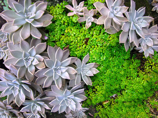 Directly above view group of Graptopetalum paraguayense, Ghost plant, mother of pearl, Murasaki,...