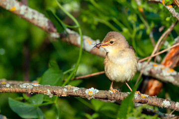 Blyth's reed warbler (Acrocephalus dumetorum) is an Old World warbler in the genus Acrocephalus.