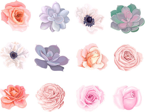 Vector set of a variety of colors. Pink roses, white anemones, succulents, ranunculus. Flowers in delicate colors on white background 