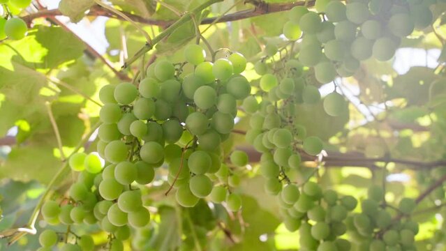 Large clusters of green grapes hang on the vines of a vineyard in sunny weather close-up. Smooth camera movement and sun flare