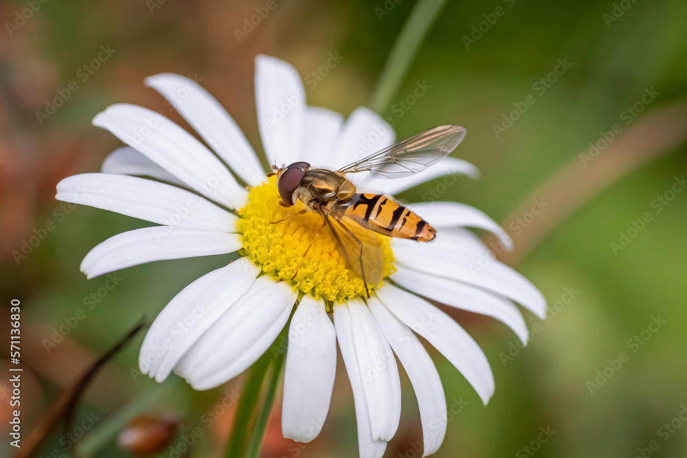 Wall mural Fly on a flower