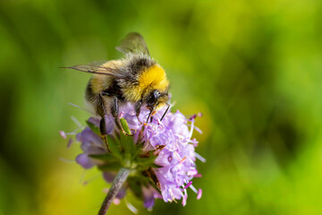 Bumble-bee on a flower