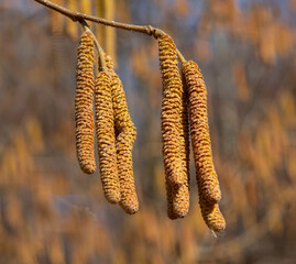 Naklejka premium Flowering hazelnut (hazel) (Corylus L.). During flowering, hazel catkins contain a large amount of pollen. 