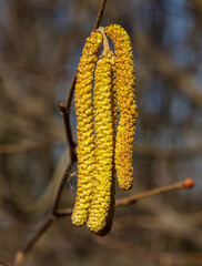 Naklejka premium Flowering hazelnut (hazel) (Corylus L.). During flowering, hazel catkins contain a large amount of pollen. 