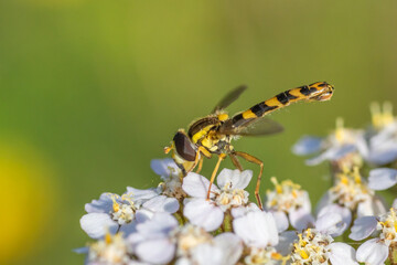 fly on a flower