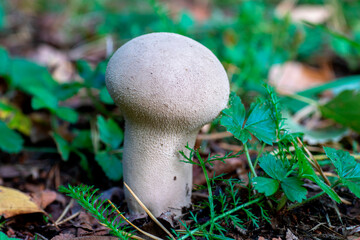 mushroom in the forest