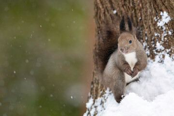雪の日のエゾリス