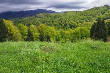 Obraz premium countryside scenery with forested mountains. green grassy meadow on the hills. cloudy weather in springtime