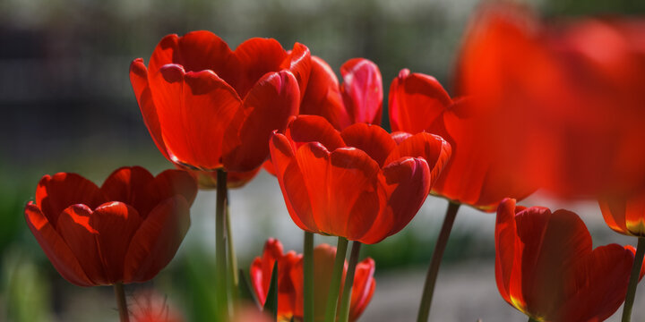 backlit red tulips. floral background in spring