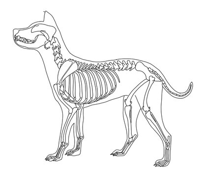 犬の骨格のイラストです。