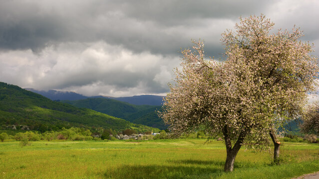 blossoming apple tree near the rural fields. hills and mountains in the distance. warm april day