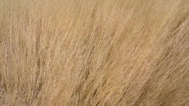 Leaves of yellow grass waving in the wind near Twyfelfontein in Namibia, Africa.
