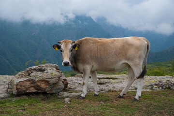 Bulgarian brown cattle