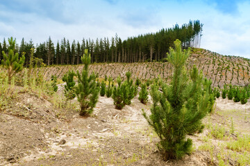 Fototapeta na wymiar Young pine trees growing in a pine forest on the North Island of New Zealand. 