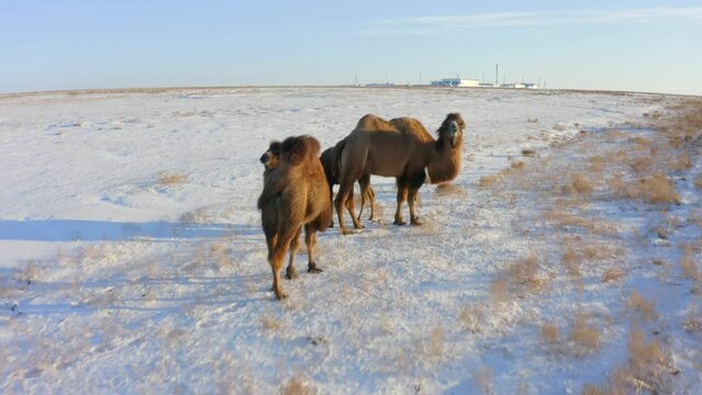 Several camels graze on the endless steppe in the snow