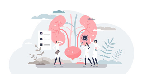 Nephrologist as kidney and bladder professional doctor tiny person concept, transparent background. Nephrology as inner organs occupation and health care.