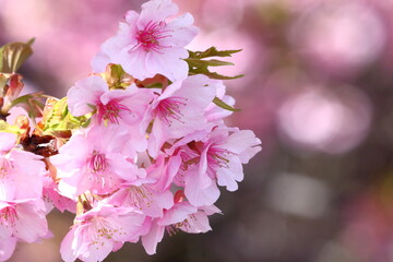 鮮やかなピンク色に咲く