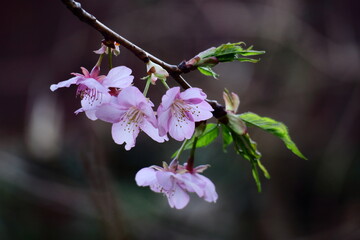 鮮やかなピンク色に咲く