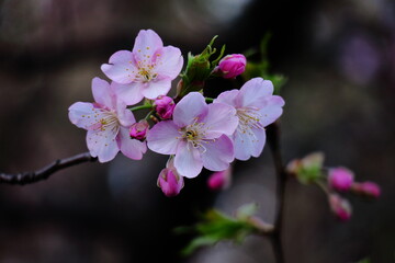 Obraz premium 鮮やかなピンク色に咲く