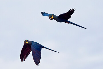 Indigo Macaws or Lear's Macaws flying