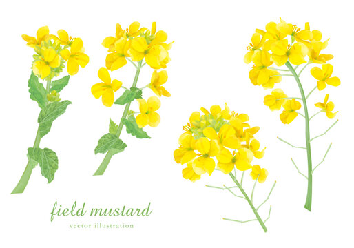 リアルタッチの菜の花の背景フレーム