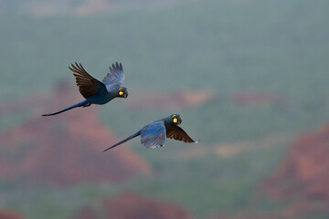 Indigo Macaws (Lear's Macaws), two flying