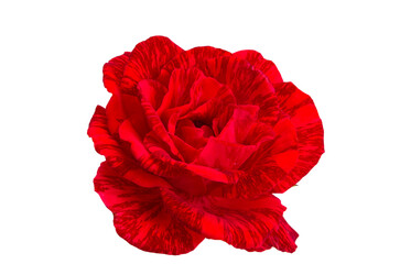 red rose isolated