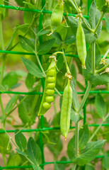 green peas growing in the garden