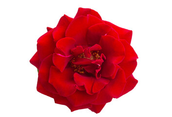 red rose isolated