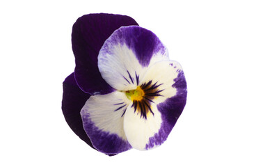 violet flower isolated