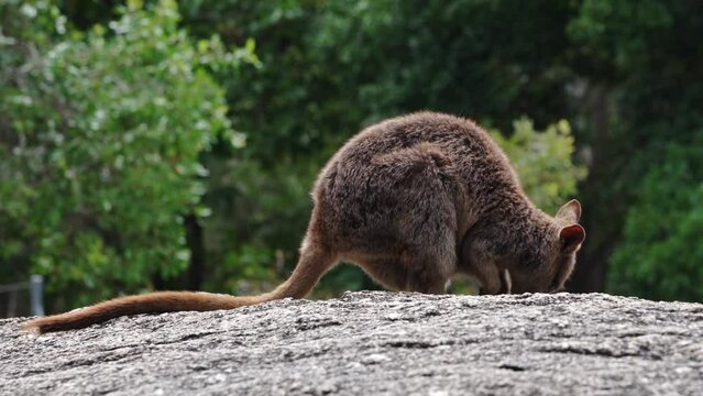 Mareeba rock wallaby in far North Queensland, Australia.
