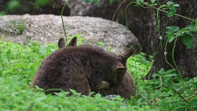 Mareeba rock wallabies grooming each other  in far North Queensland, Australia.