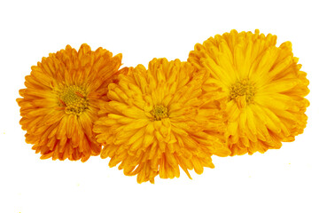 chrysanthemum isolated