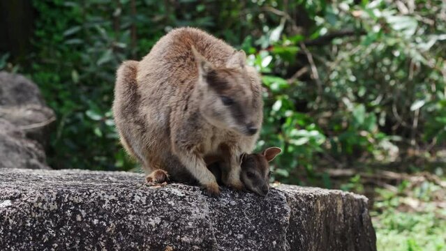 Mareeba rock wallaby and joey in far North Queensland, Australia.