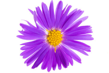 Obraz premium perennial chrysanthemum isolated