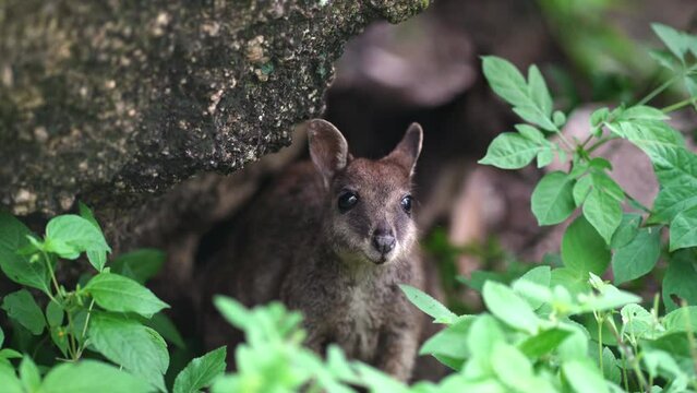 Mareeba rock wallaby in far North Queensland, Australia.