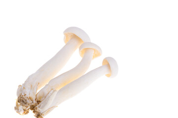 Fototapeta na wymiar Enoki mushroom isolated