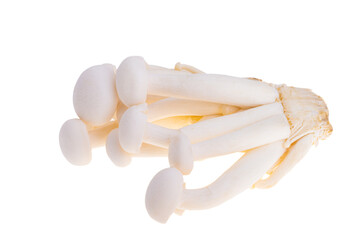 Enoki mushroom isolated