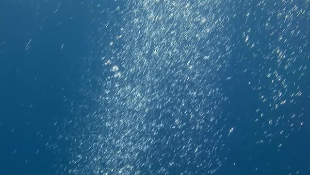 Underwater bubbles in ocean water are fascinating phenomenon. Bubbles can form in deeper water, where pressure is greater and gases come out of solution more easily.