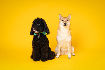 Concept of pet with two cute dogs - Poodle and Shiba Inu