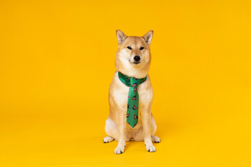 Concept of pet with cute dog - Shiba Inu