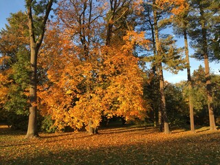 Trees in autumn foliage in the morning sun in the park.