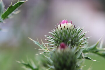 flower of a thistle