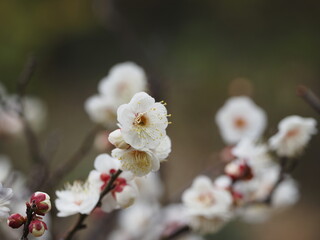 梅の花