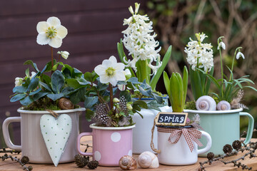 Christrosen, weiße Hyazinthen und Schneeglöckchen in vintage Emaille-Töpfen im Garten