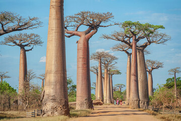 Fototapeta na wymiar Alley of baobabs against the blue sky