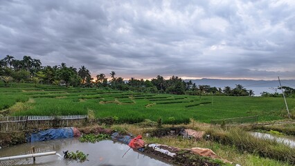 a view of rice fields in a cool and beautiful village in Sukabumi, Indonesia.
