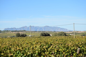 Campos de viñedos.