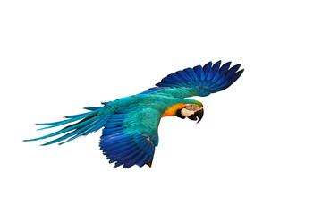 Colorful Blue and gold macaw parrot flying isolated on transparent background png file